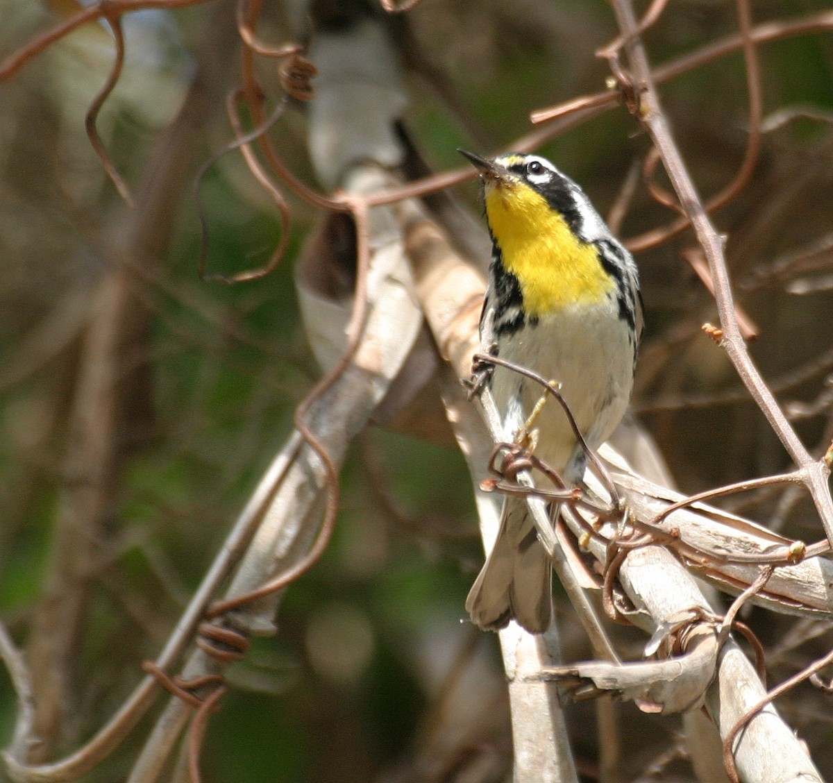 Yellow-throated Warbler - ML478499441