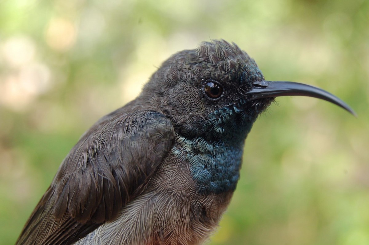 Seychelles Sunbird - ML478501501