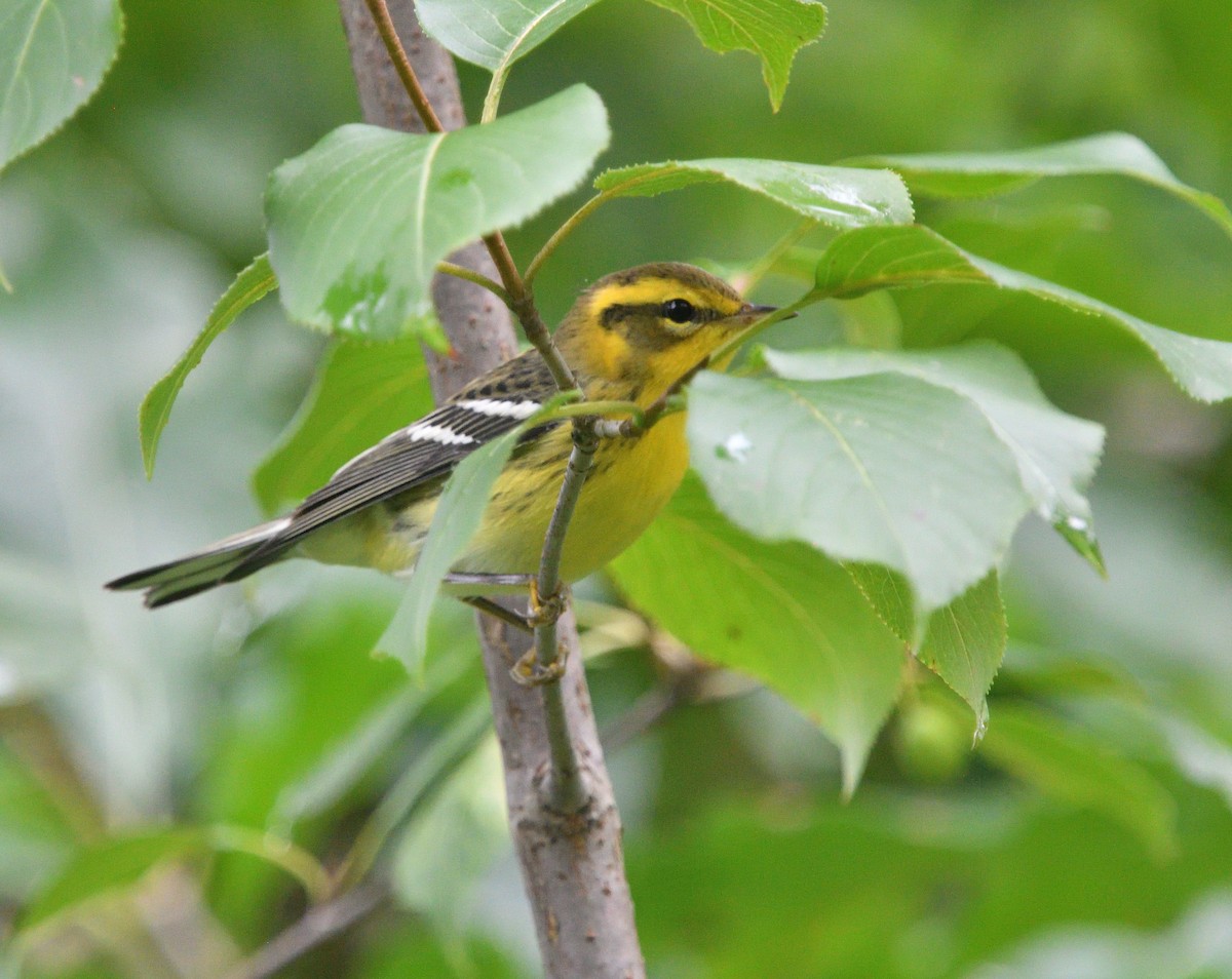 Blackburnian Warbler - ML478501601