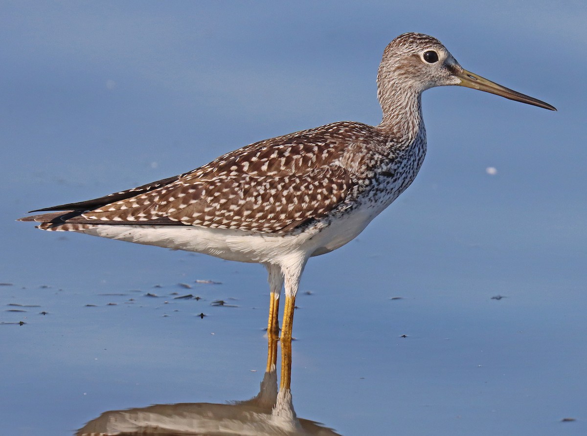 Greater Yellowlegs - ML478501631