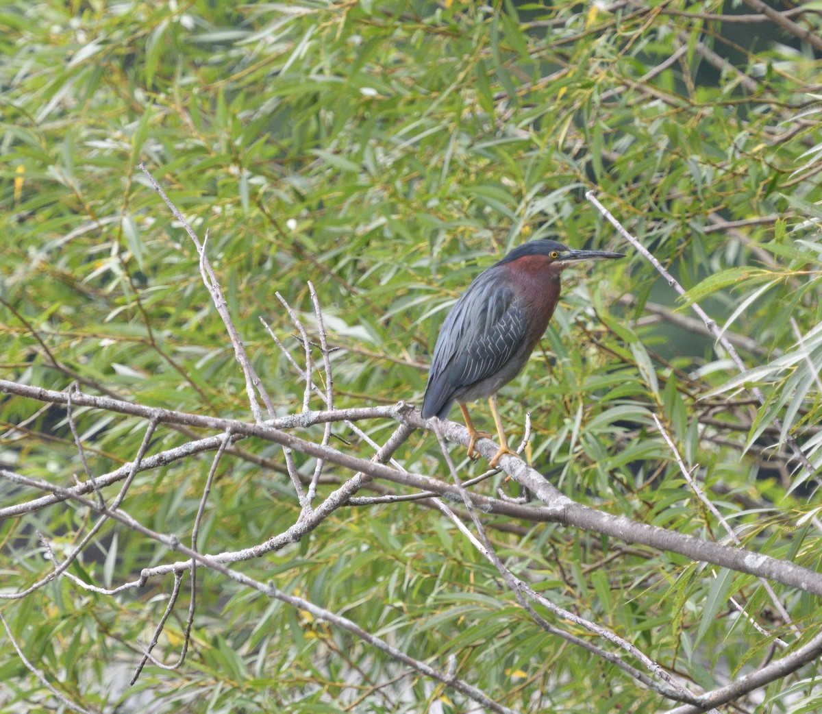 Green Heron - ML478502141