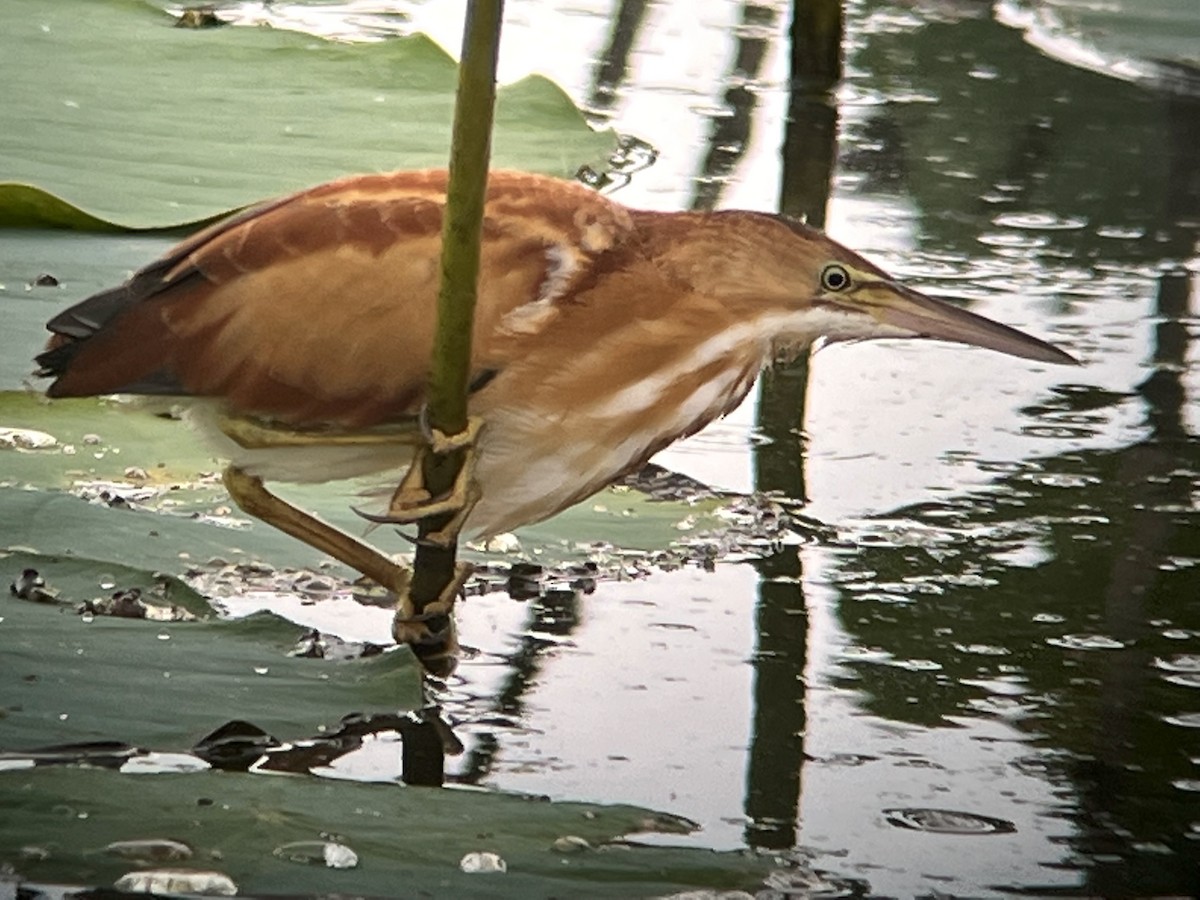 Least Bittern - Gerald Gieseking