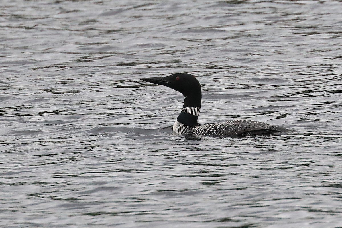 Common Loon - Mario St-Gelais