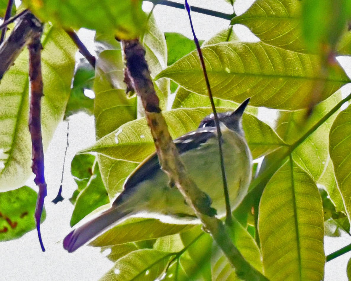 Yellow-rumped Antwren - ML478502851