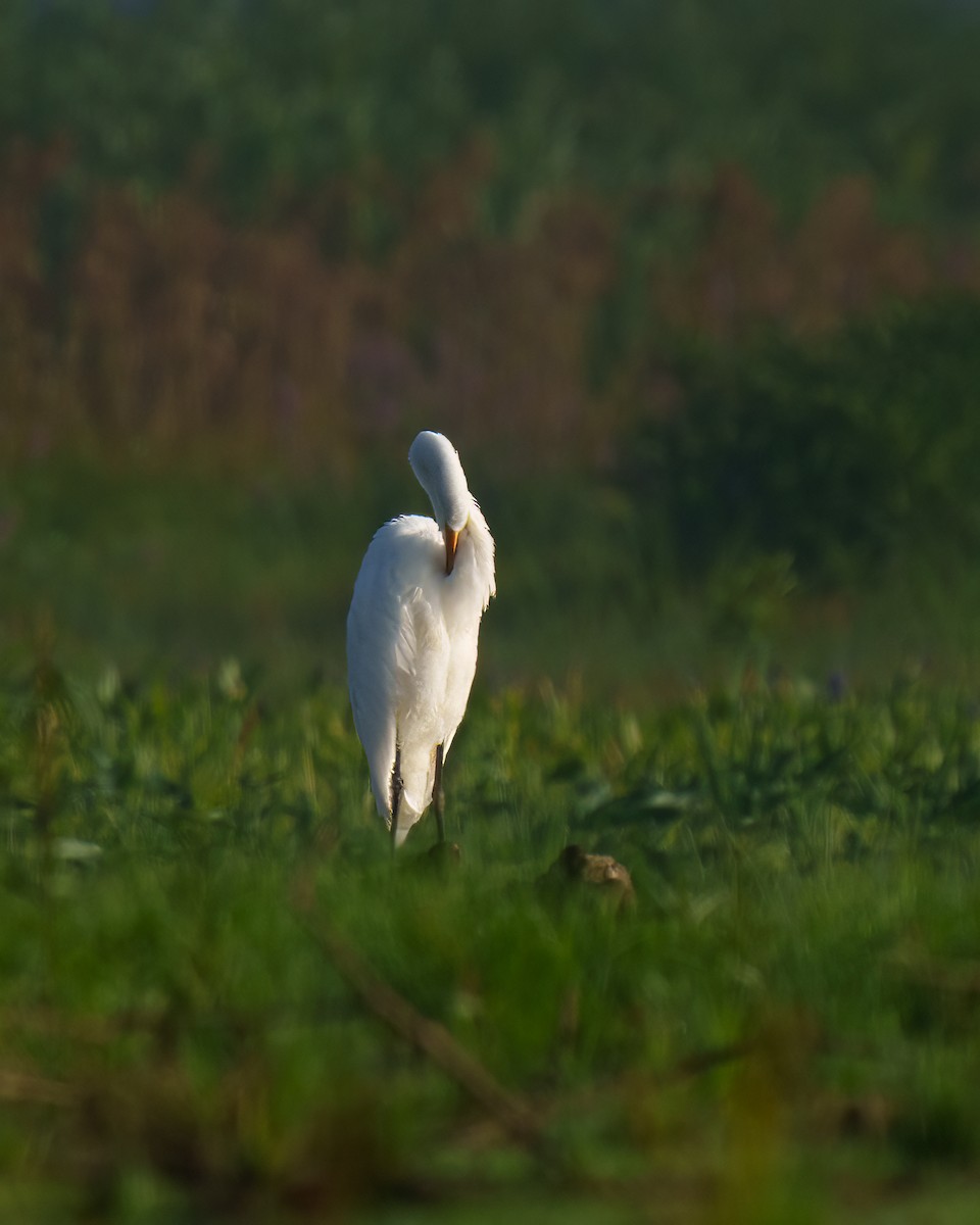 Great Egret - ML478502871