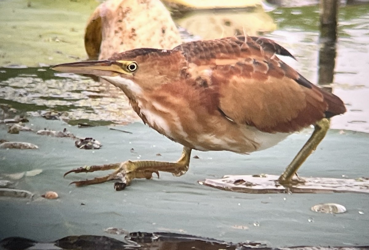 Least Bittern - ML478502891