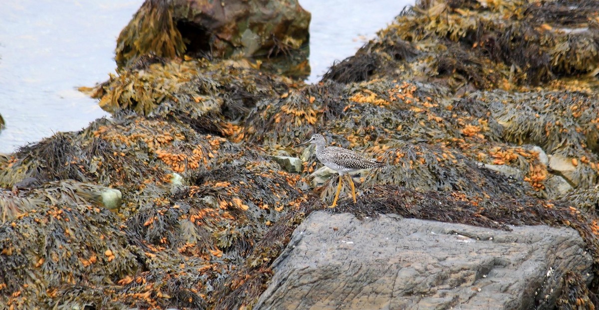 Lesser Yellowlegs - ML478502901