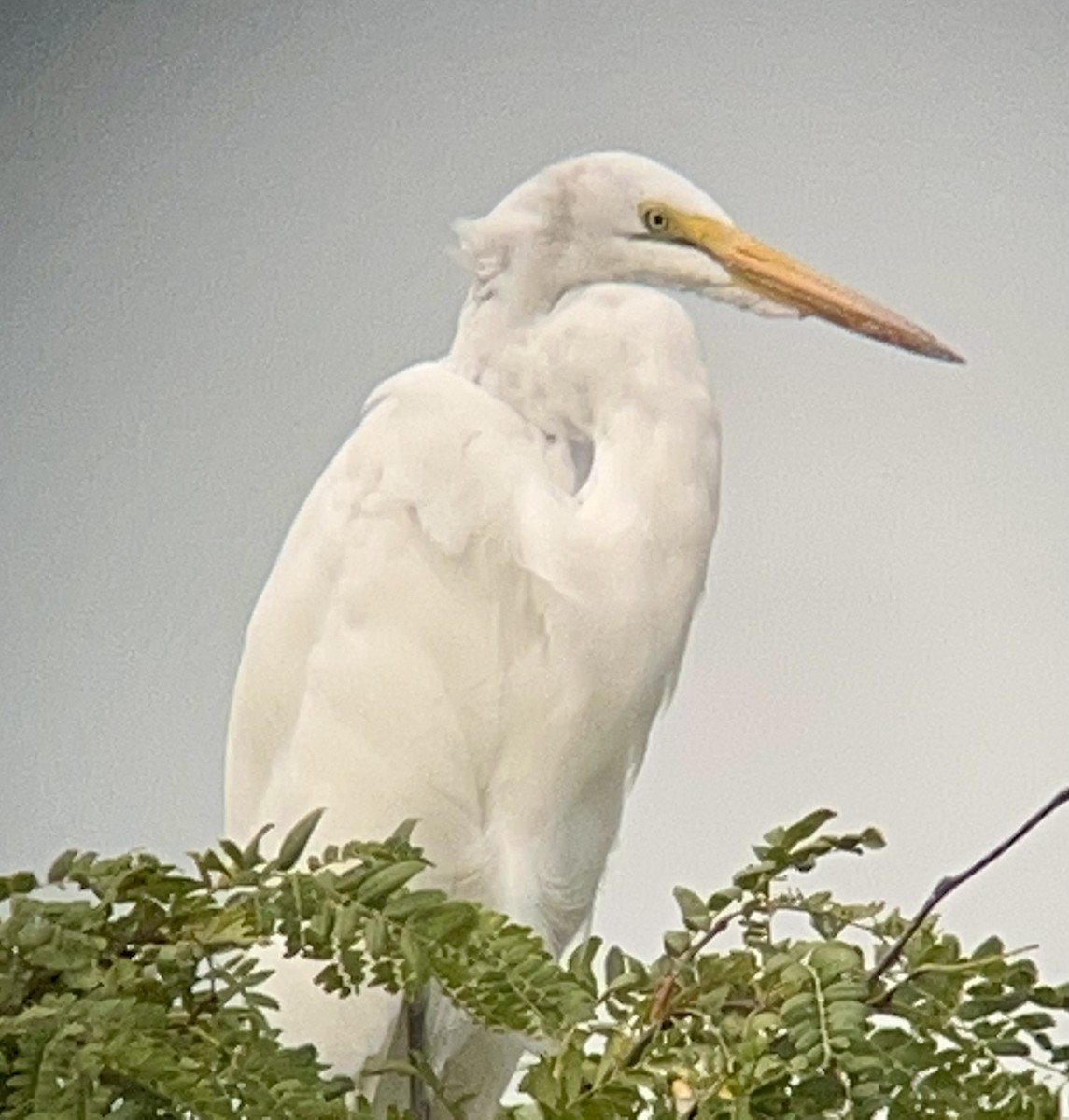 Great Egret - ML478503061