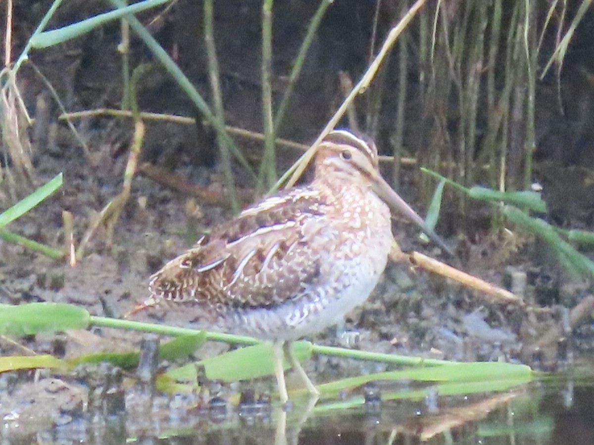 Wilson's Snipe - Mike Crownover Sr.