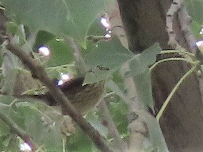 Northern Waterthrush - Mike Crownover Sr.