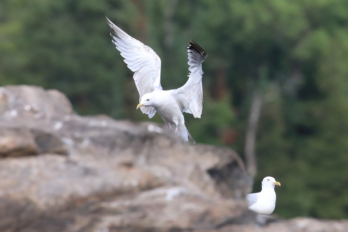 Herring Gull - ML478503521