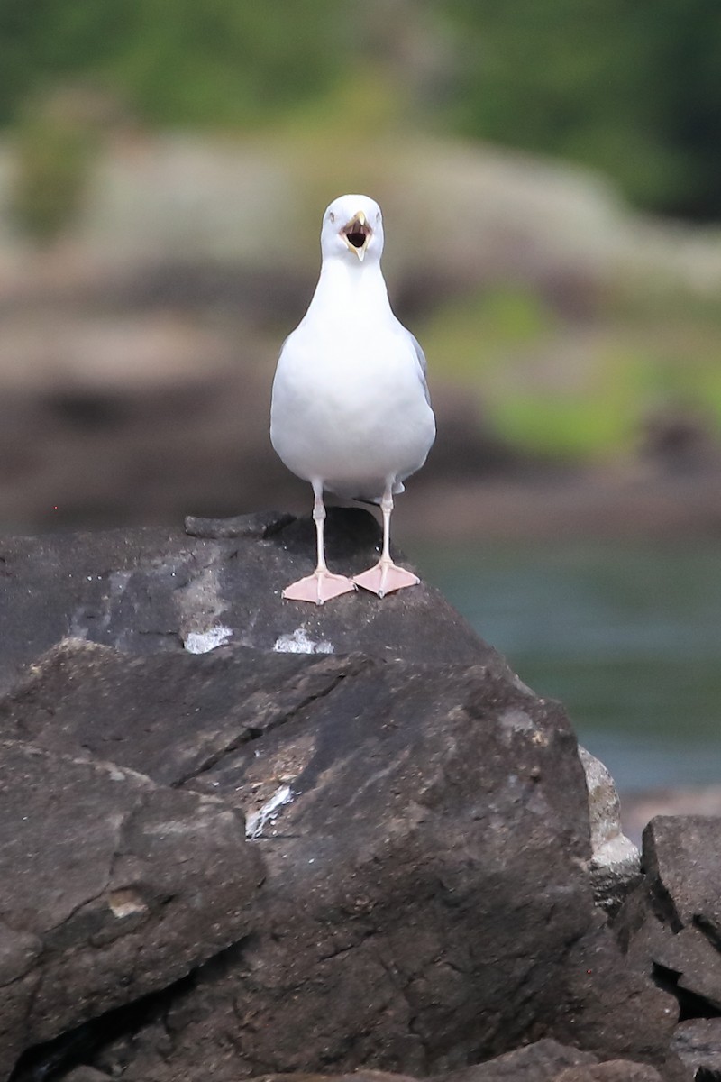 Goéland argenté - ML478503581