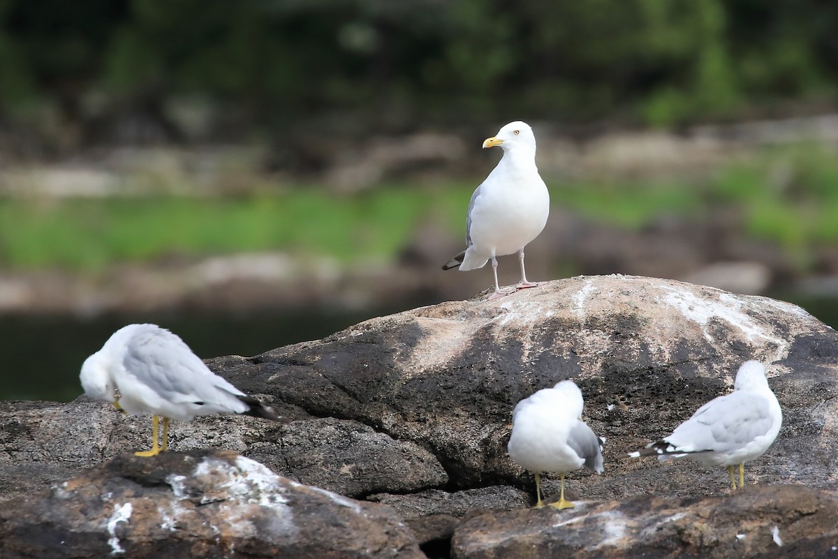 Herring Gull - ML478503801