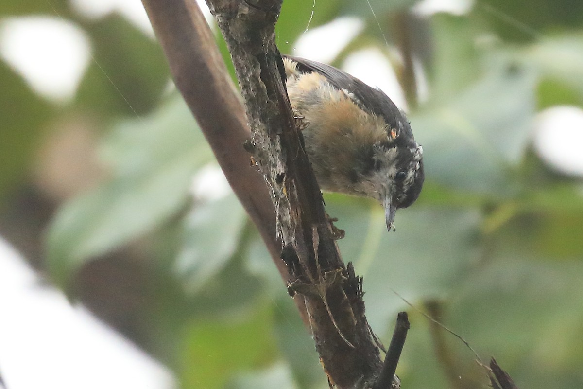 Red-breasted Nuthatch - ML478504061