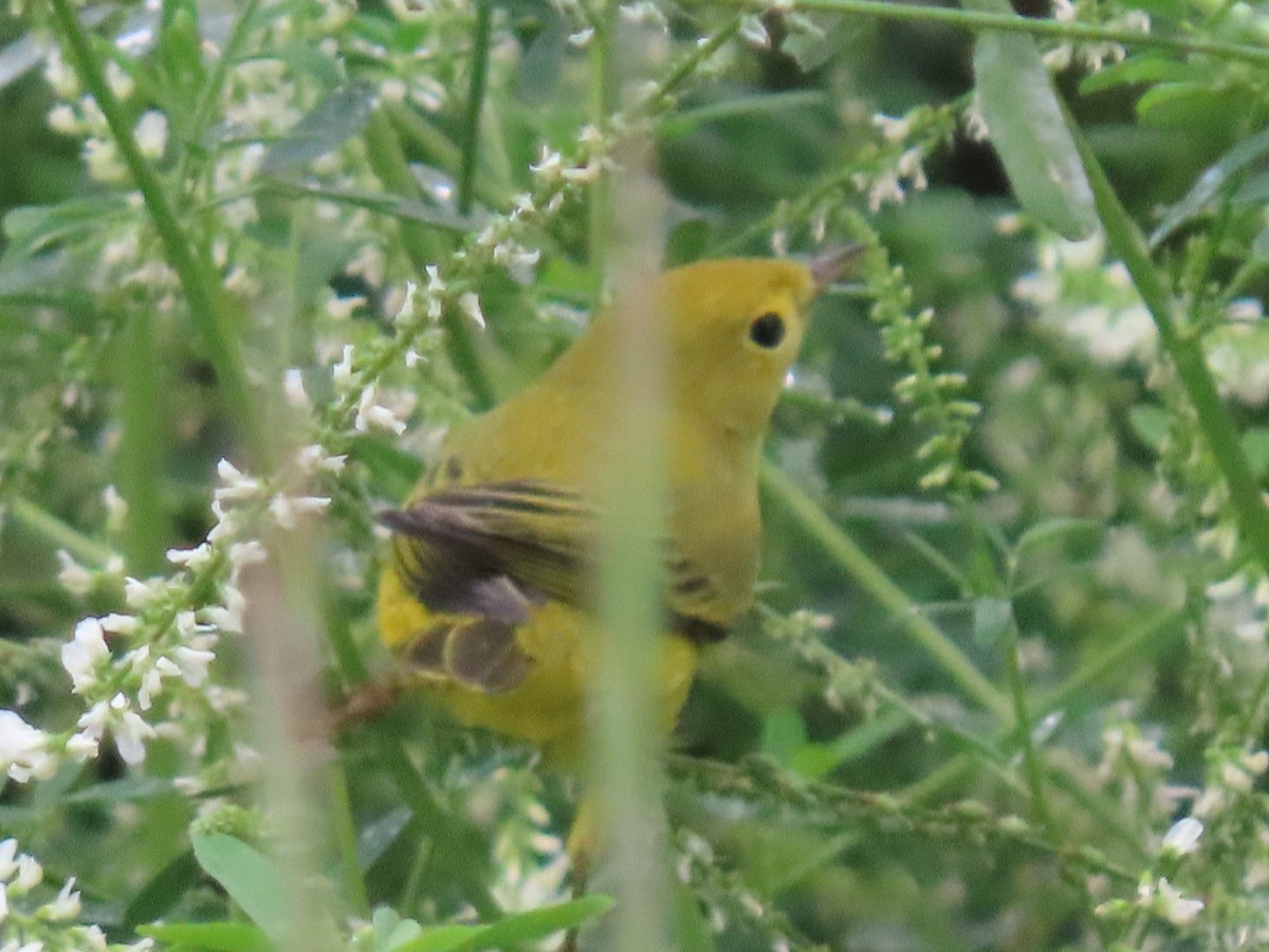 Yellow Warbler - Mike Crownover Sr.