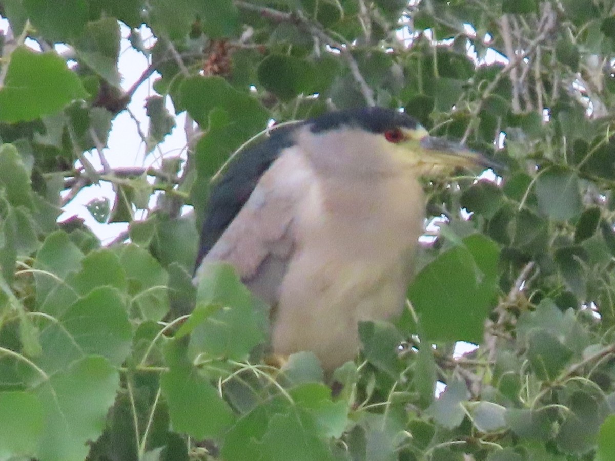 Black-crowned Night Heron - Mike Crownover Sr.