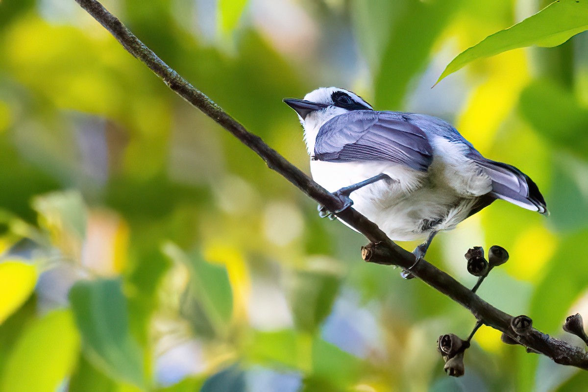 Gray-green Bushshrike - Jaap Velden