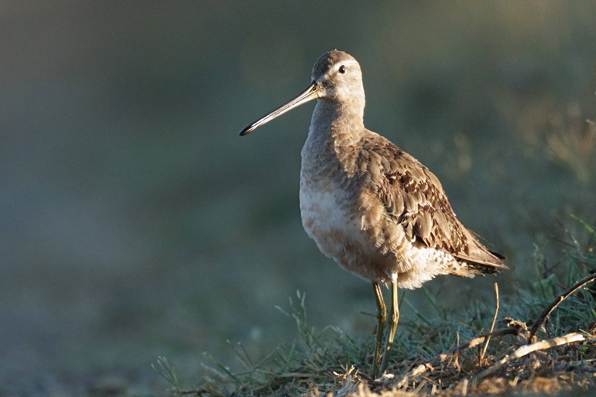 Long-billed Dowitcher - Song Yu