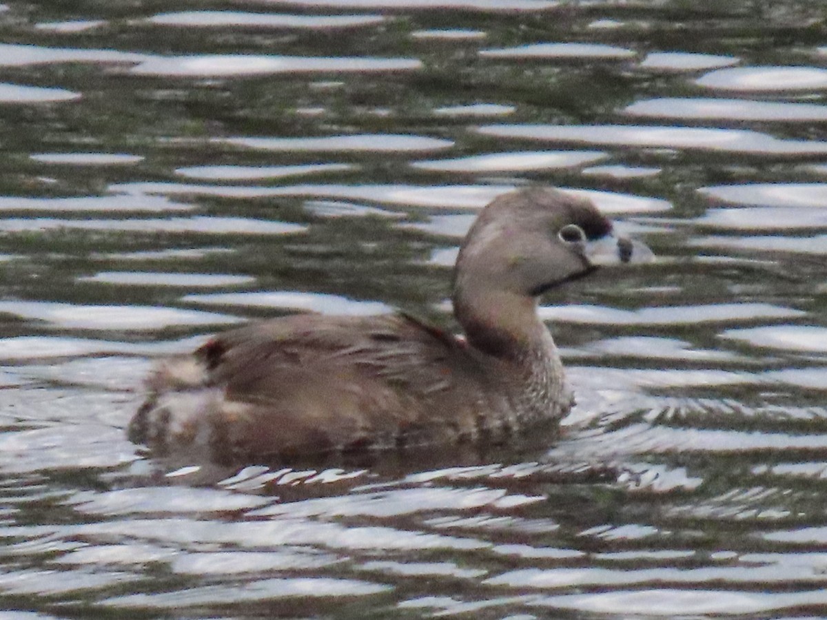 Pied-billed Grebe - ML478506091