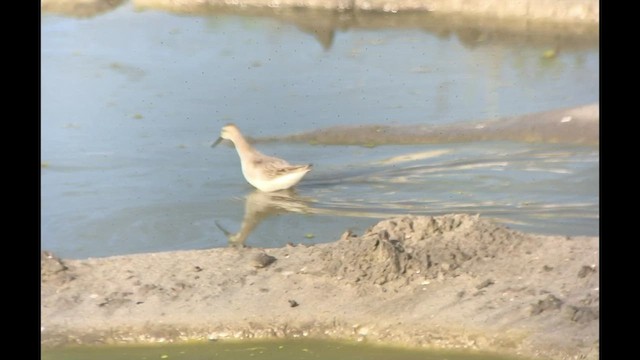 Wilson's Phalarope - ML478506241