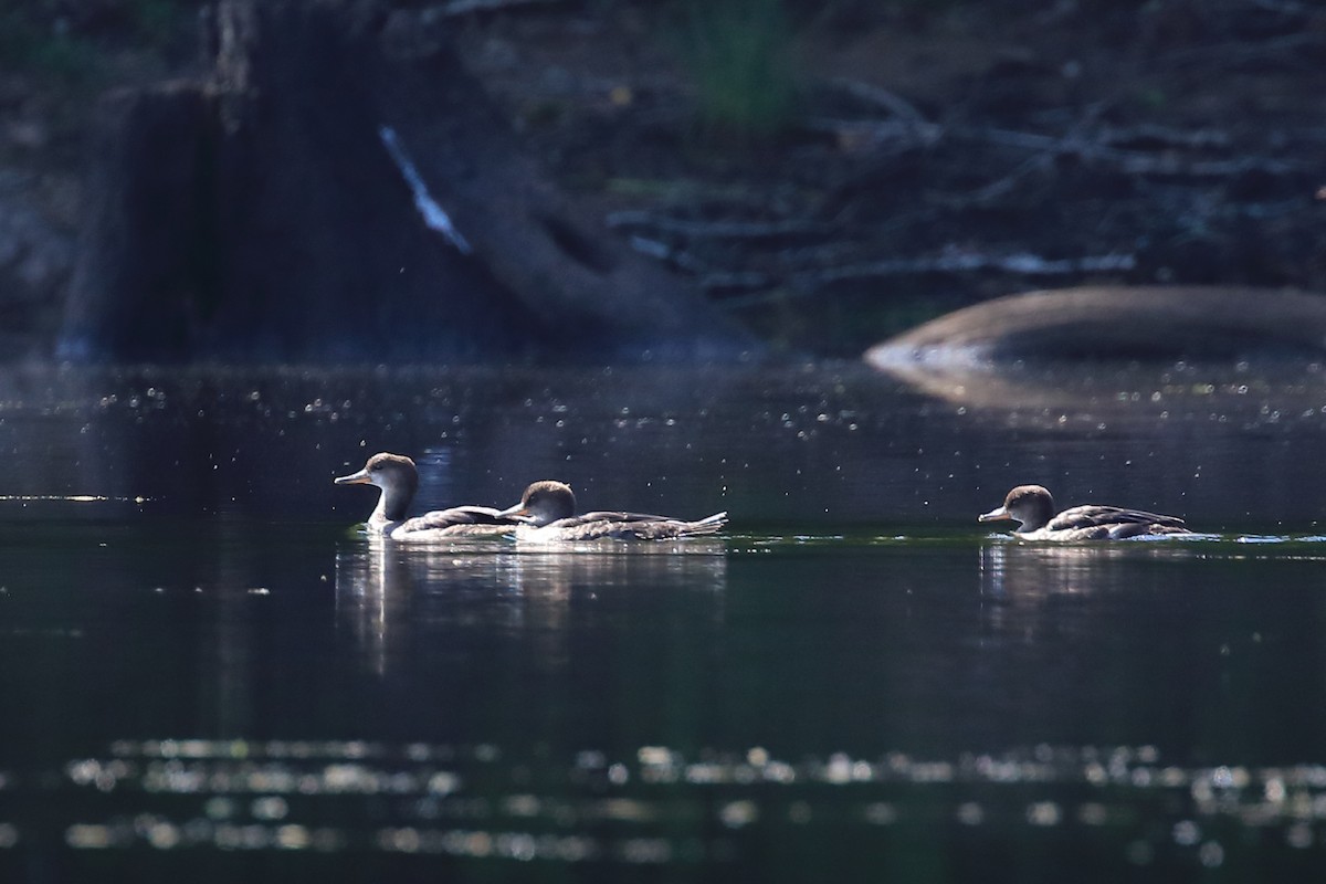 Hooded Merganser - ML478506931