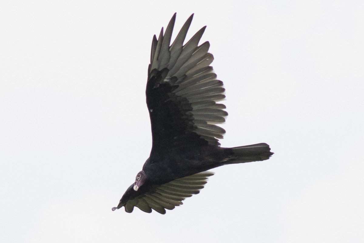 Turkey Vulture - ML478507701