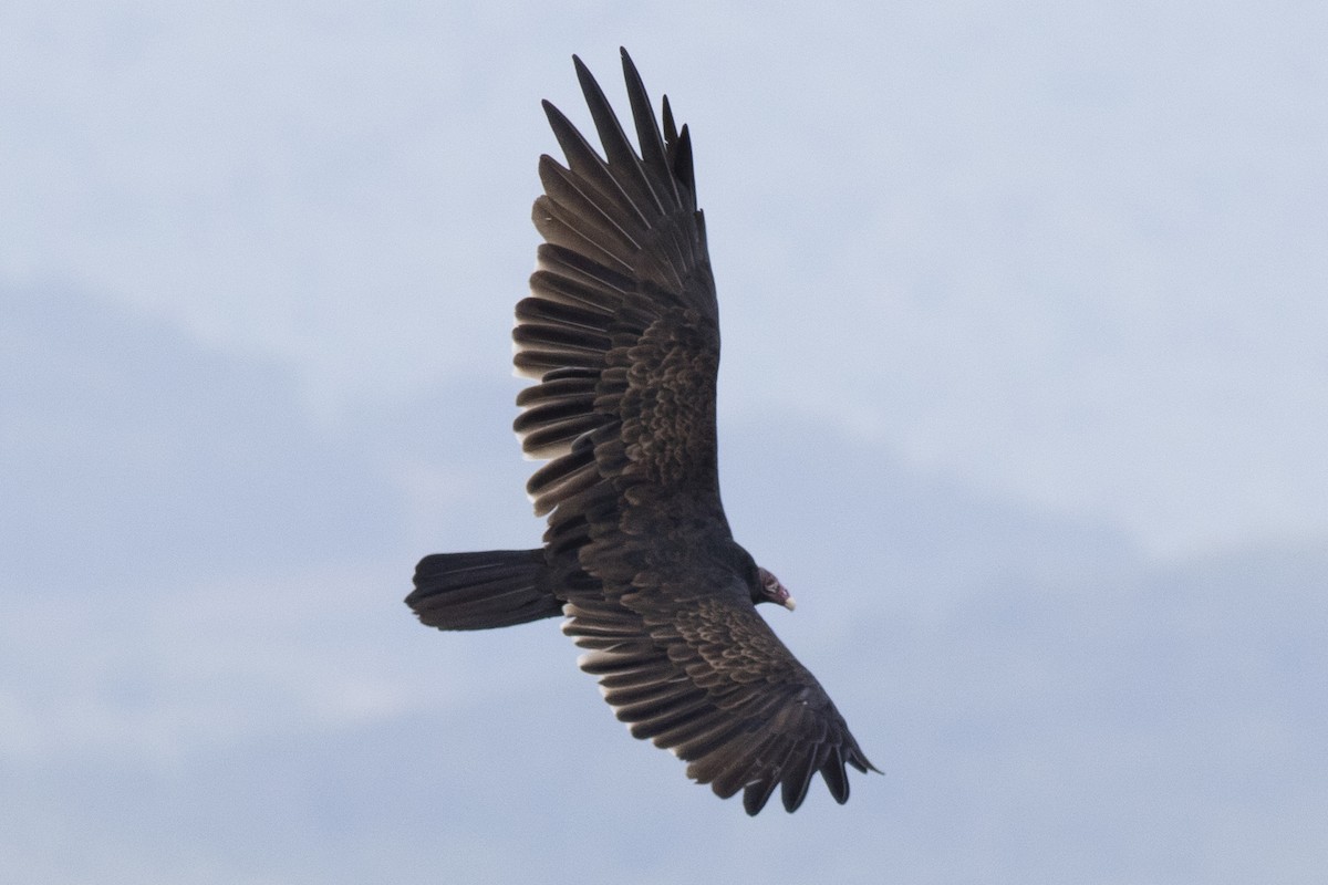 Turkey Vulture - David Brown