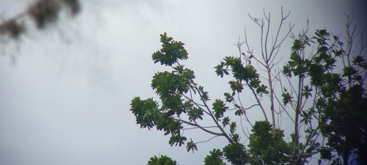 Black-and-white Hawk-Eagle - César Oramas Zumoza