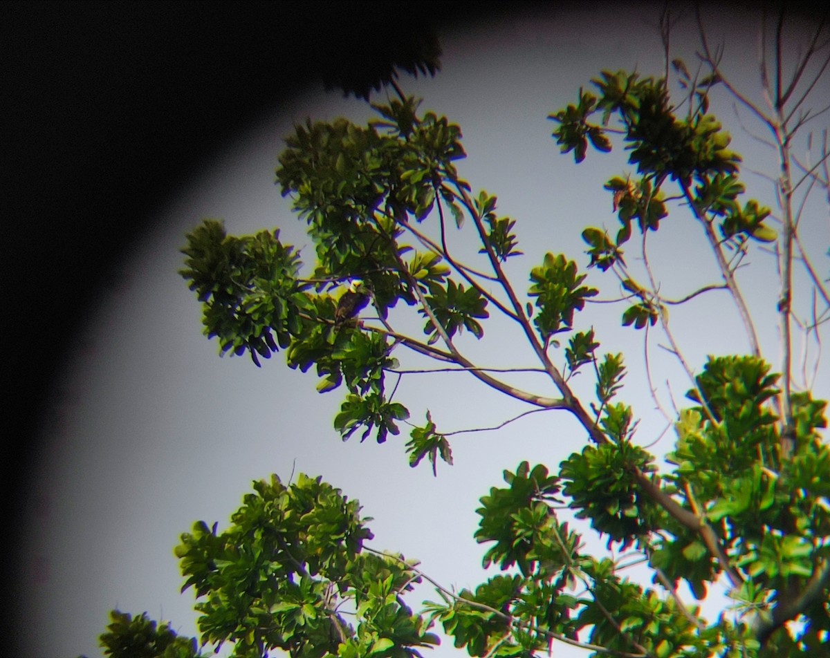 Black-and-white Hawk-Eagle - César Oramas Zumoza