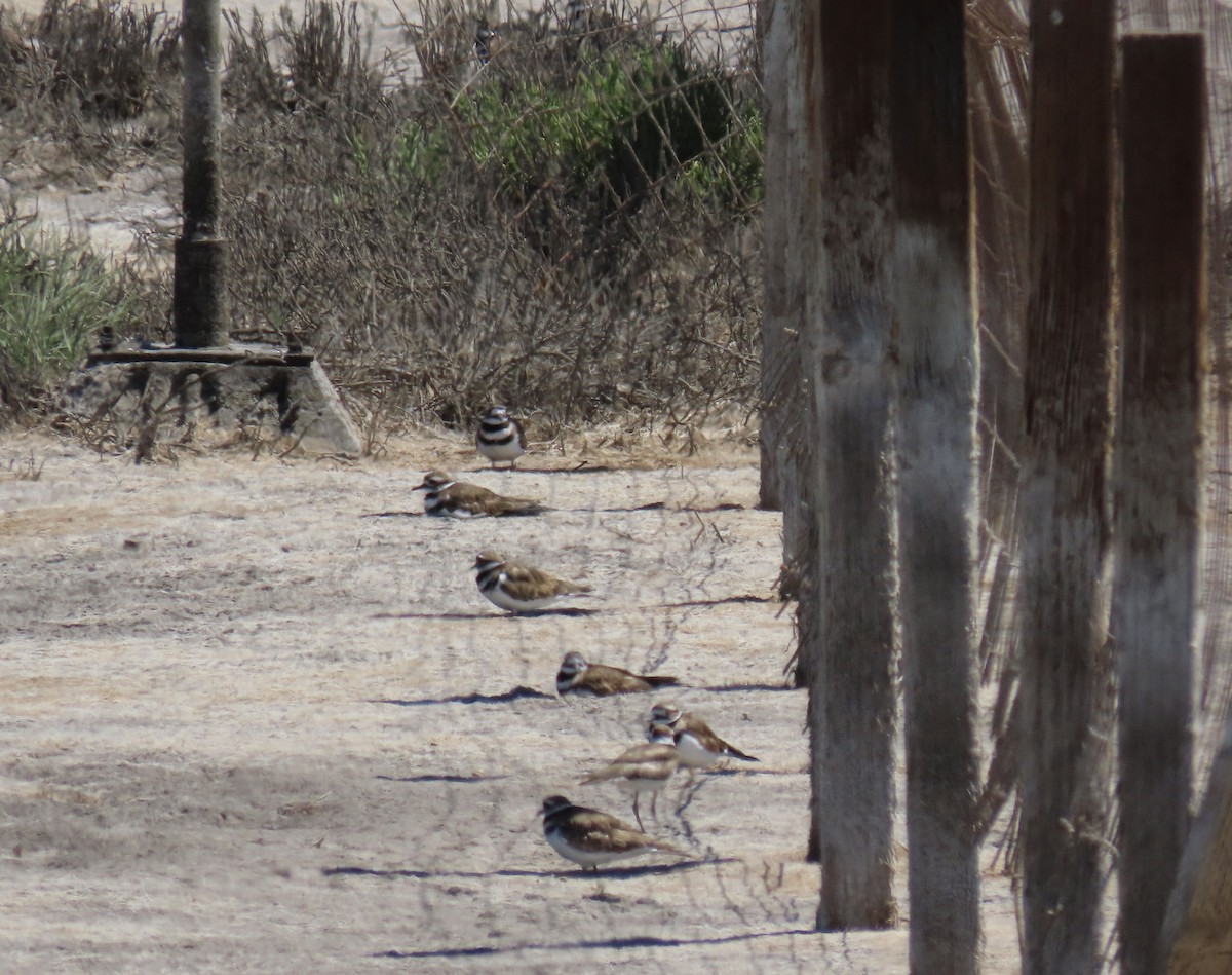 Killdeer - ML478509491