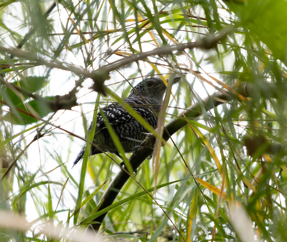 Bamboo Antshrike - ML478509591