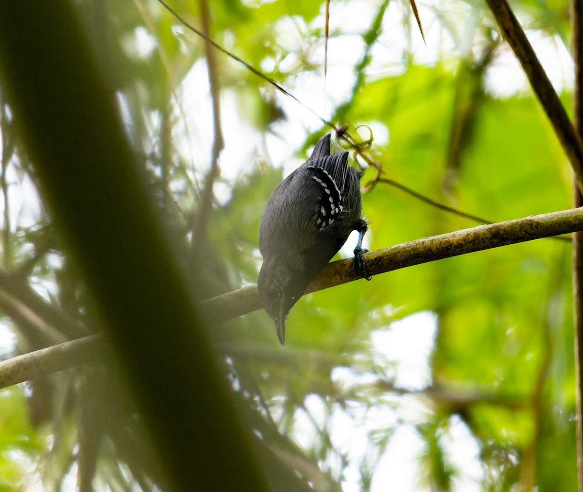 Ihering's Antwren (Bamboo) - ML478509671