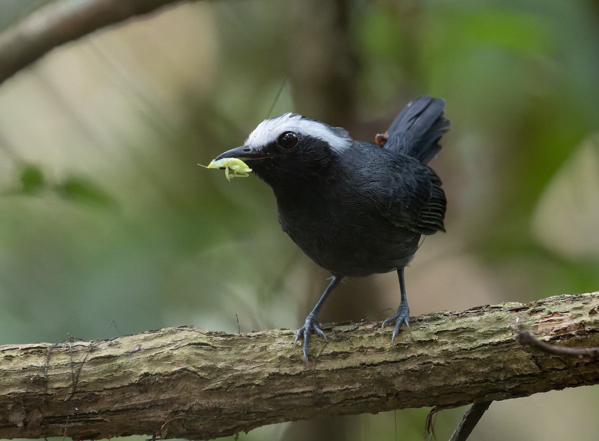 White-browed Antbird - Simon Colenutt