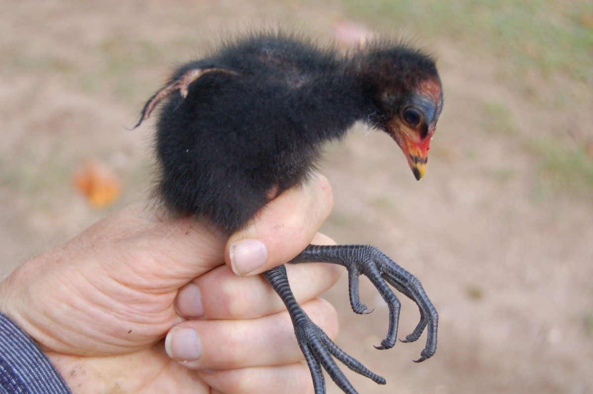 Gallinule poule-d'eau - ML478509881