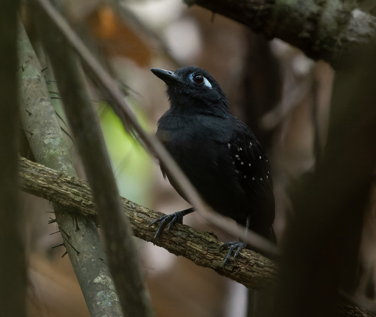 Plumbeous Antbird - ML478509891