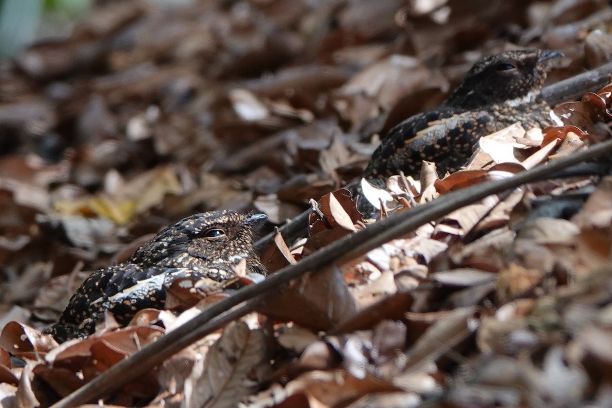 Blackish Nightjar - ML478510951