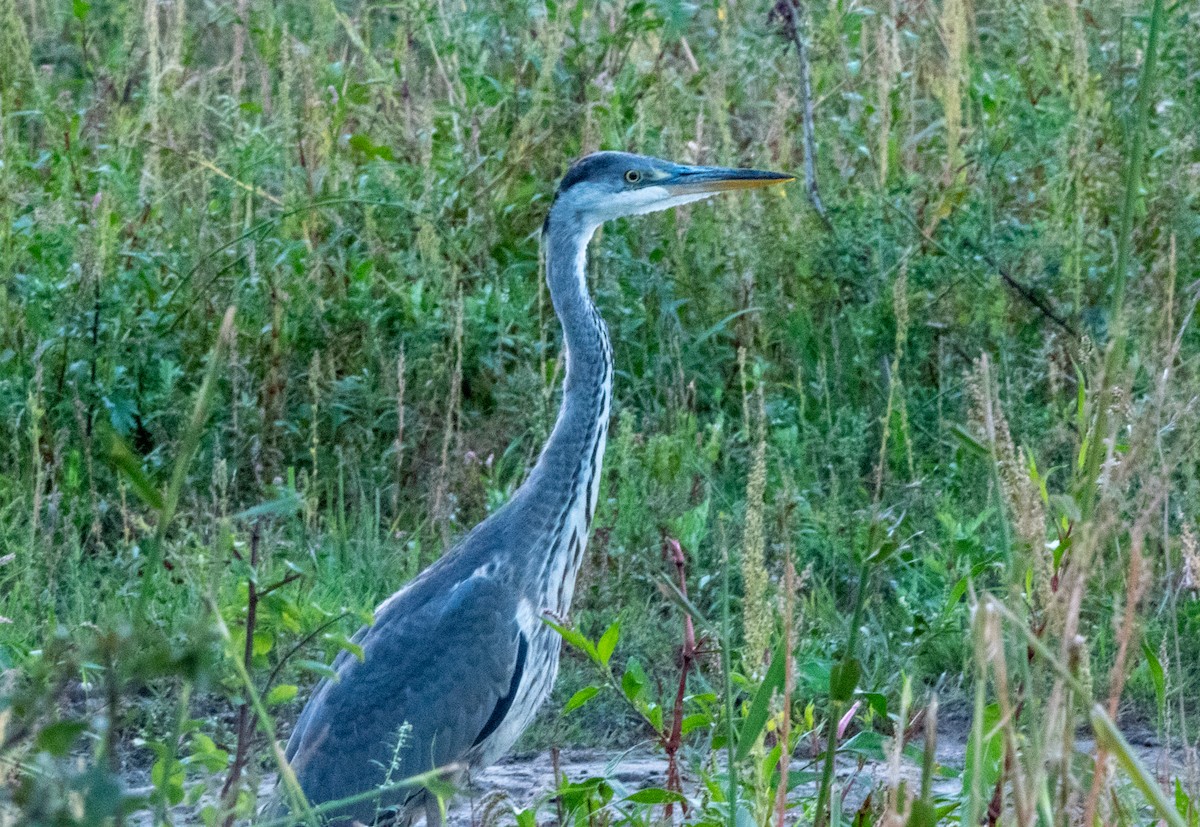Хөх дэглий - ML478511121