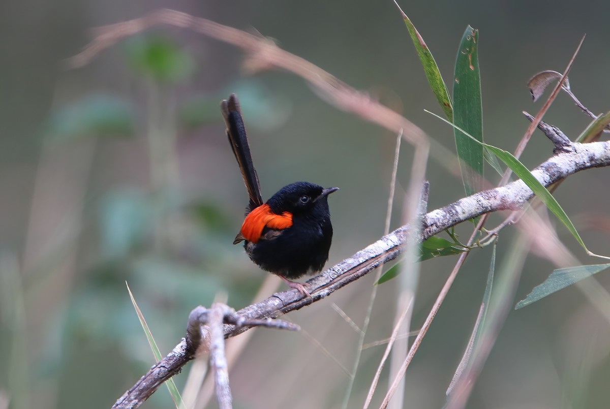 Red-backed Fairywren - ML478511541