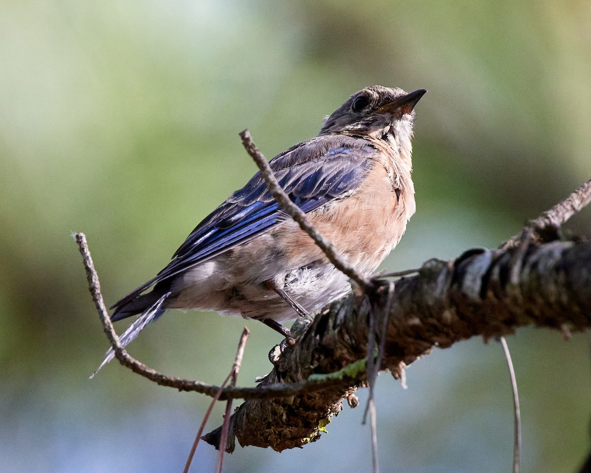 Eastern Bluebird - Andrew James