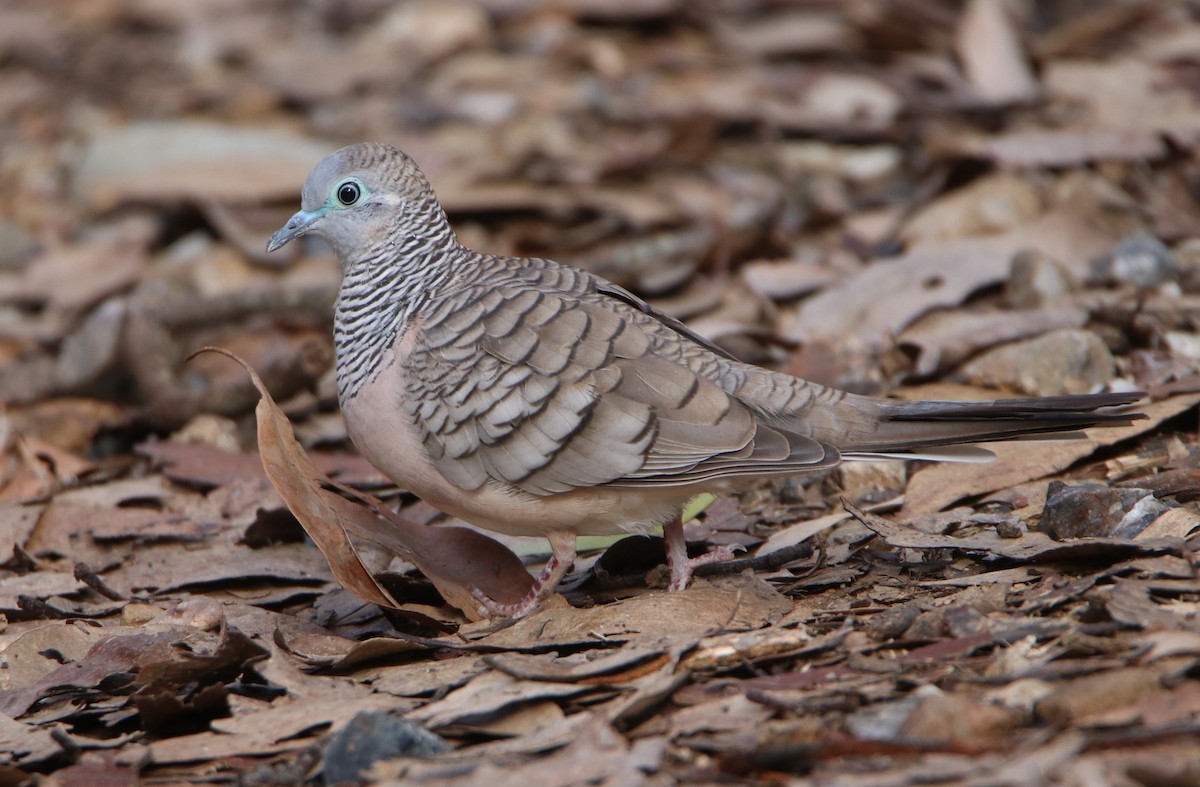 Peaceful Dove - ML478512471