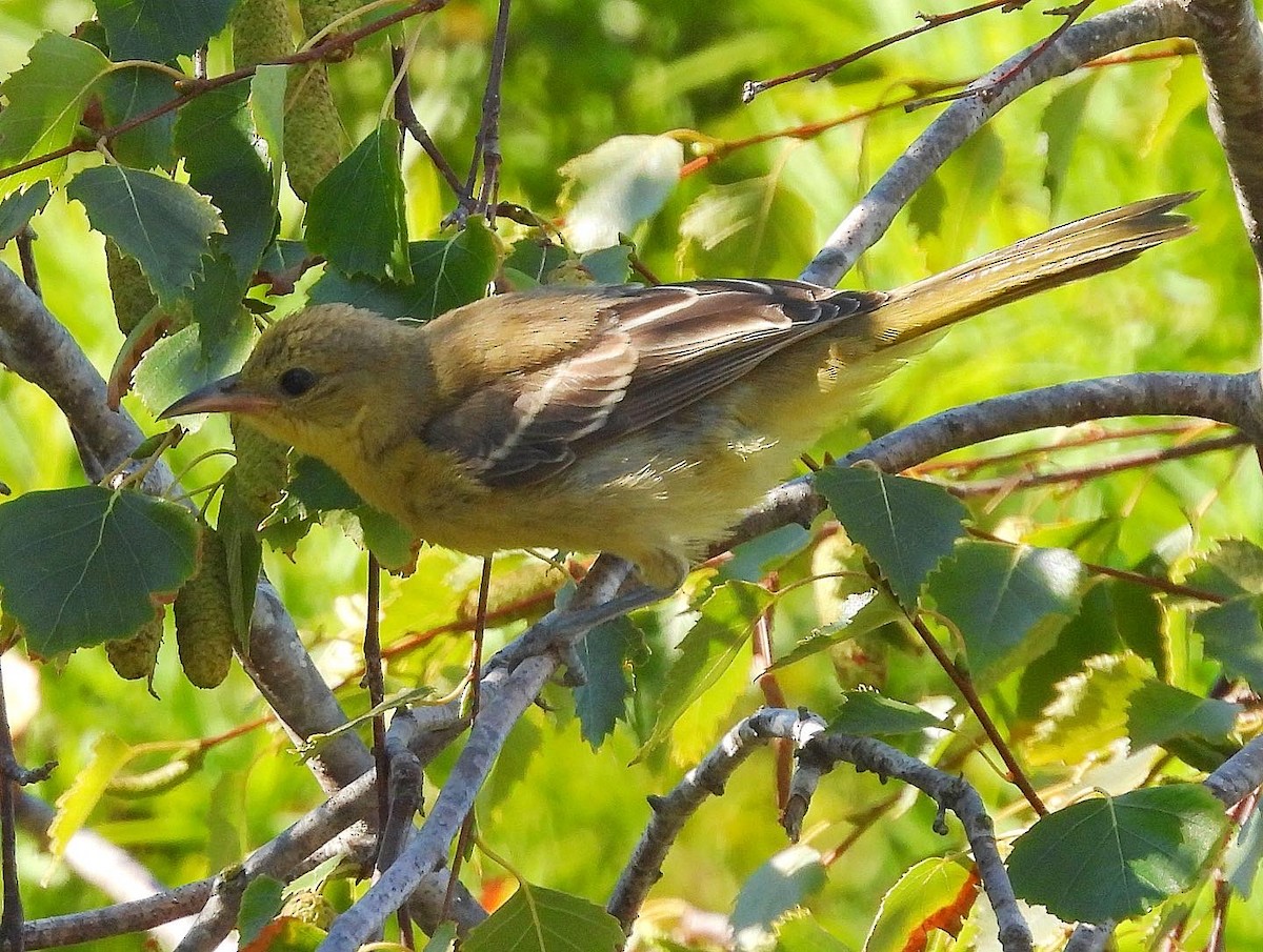 Hooded Oriole - Nick & Jane