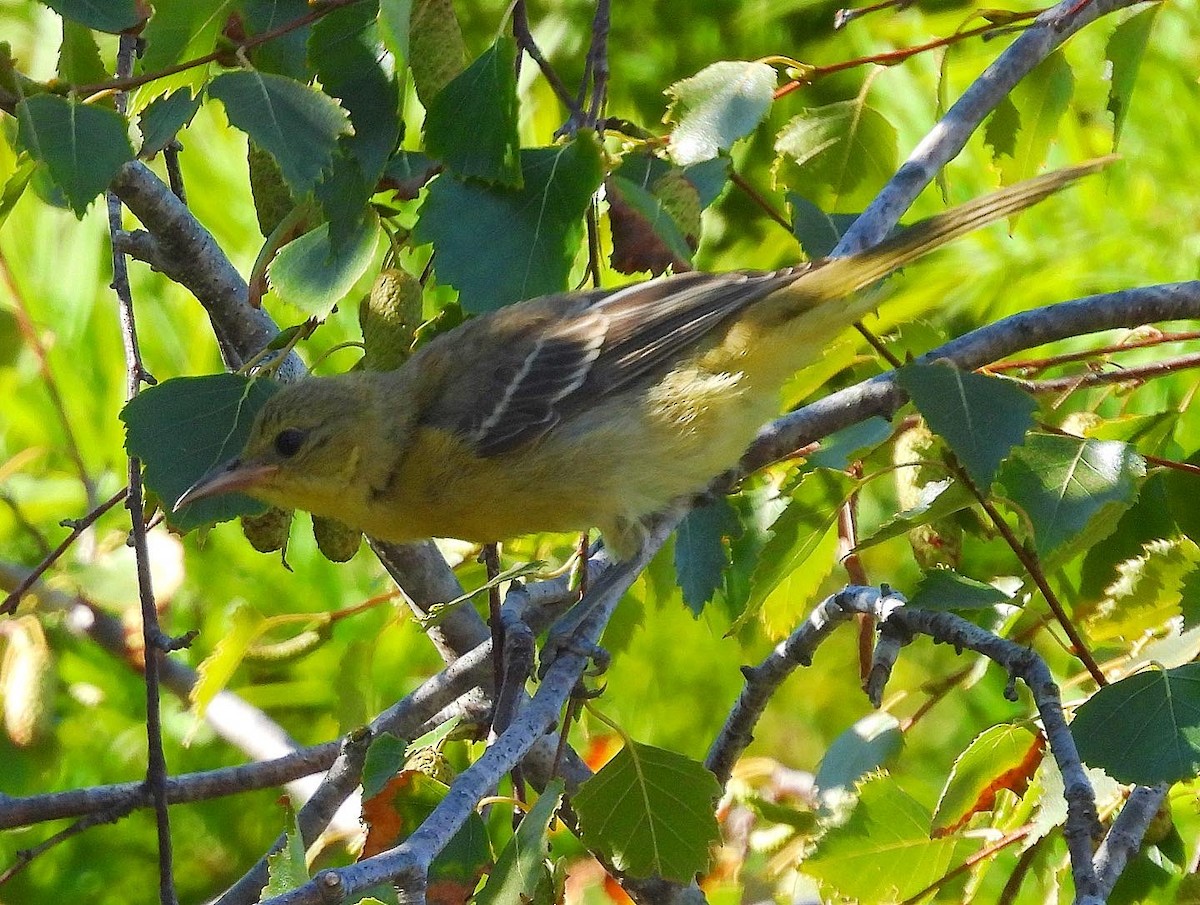 Hooded Oriole - Nick & Jane