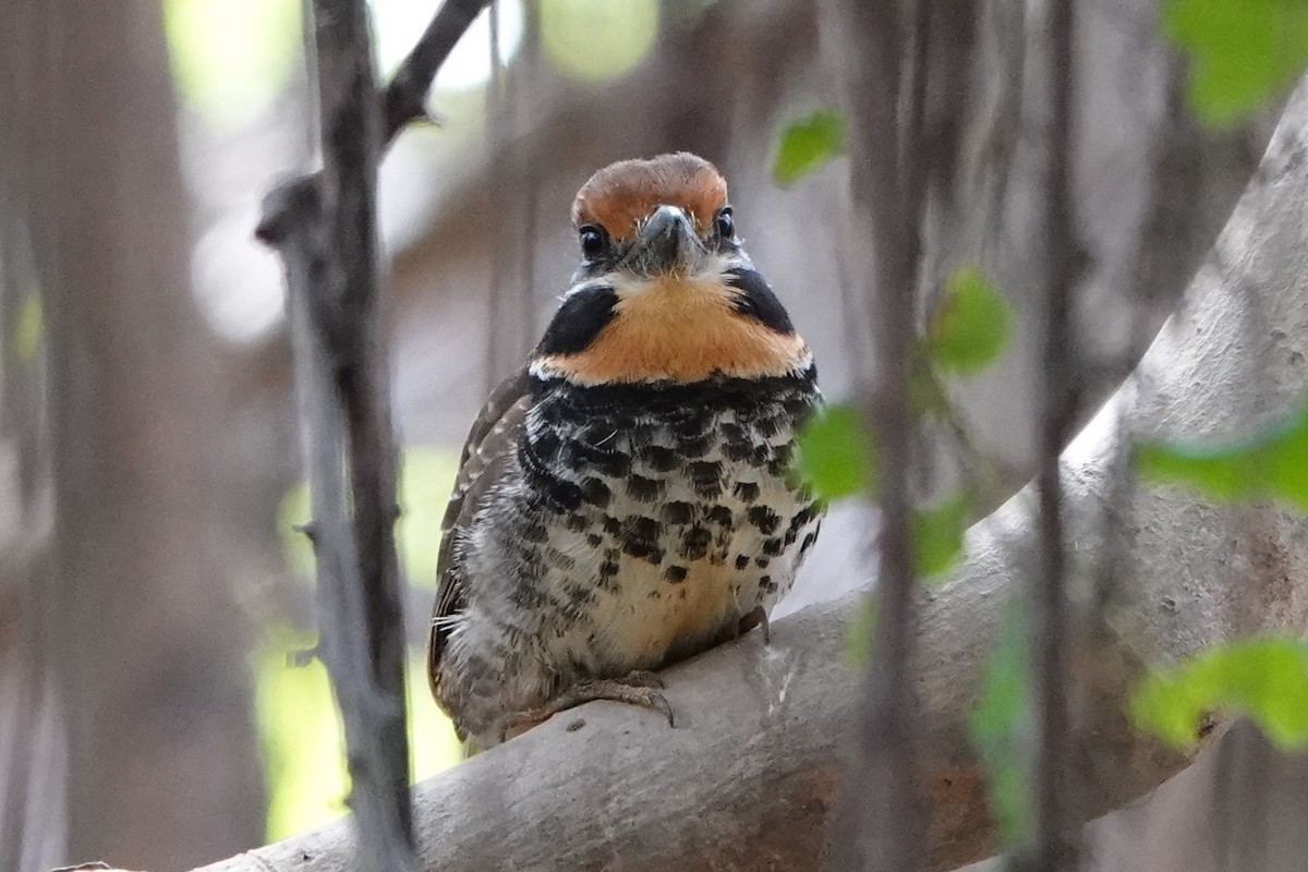 Spotted Puffbird - ML478512661