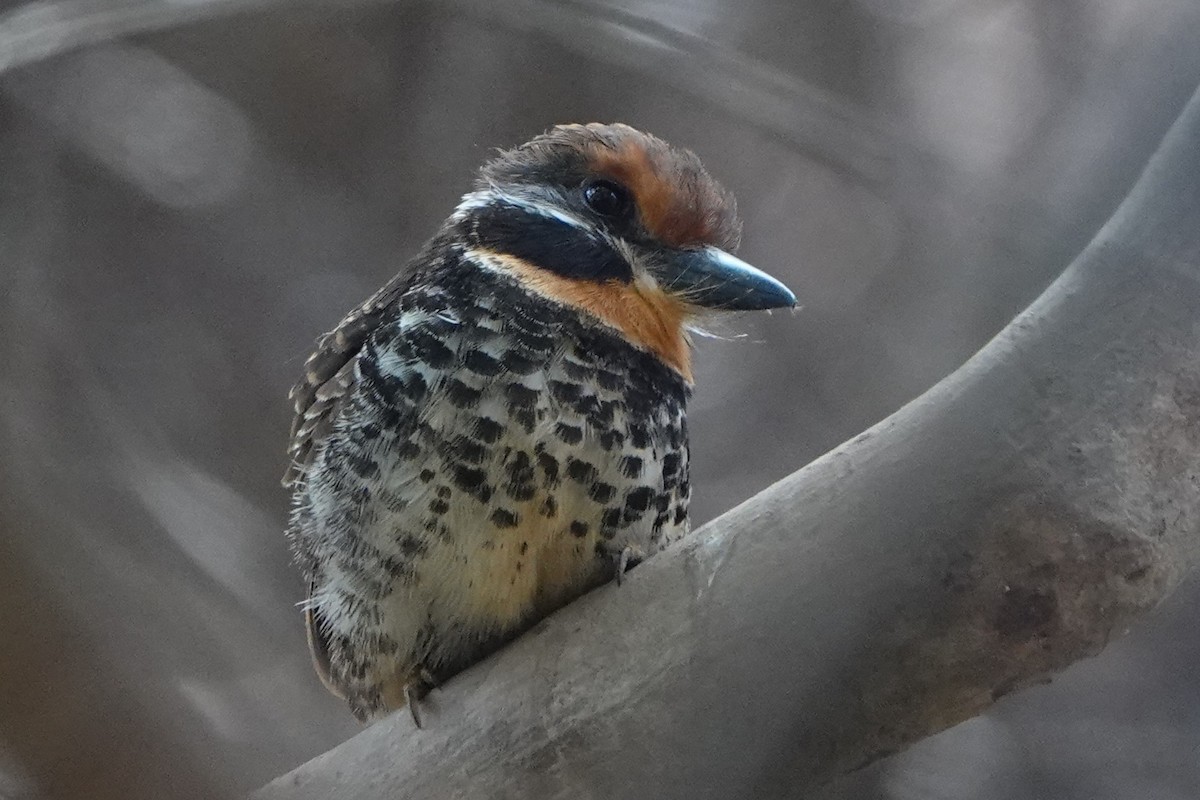 Spotted Puffbird - ML478512681