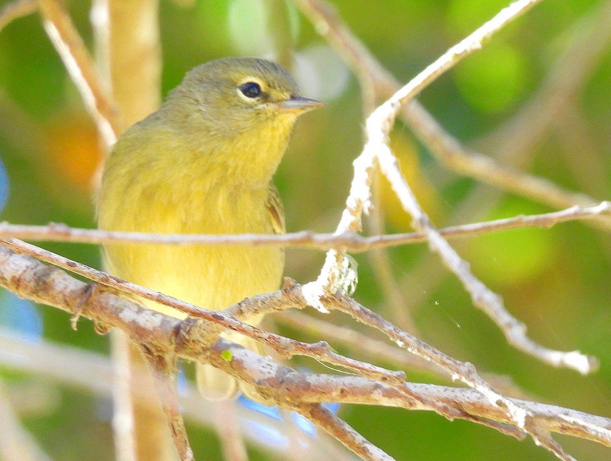 Orange-crowned Warbler - Nick & Jane