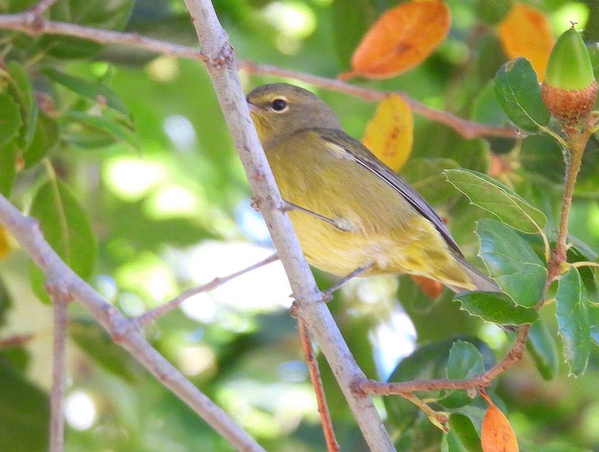 Orange-crowned Warbler - Nick & Jane