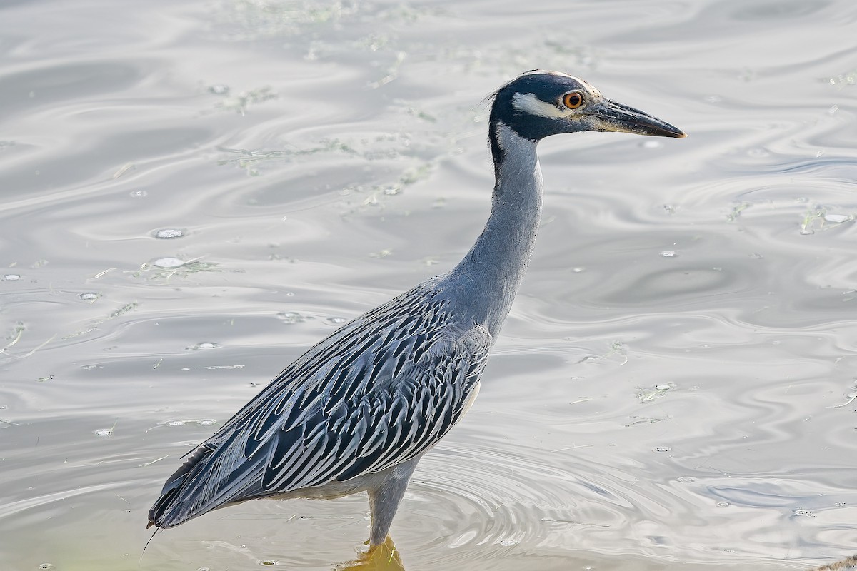 Yellow-crowned Night Heron - ML478513491