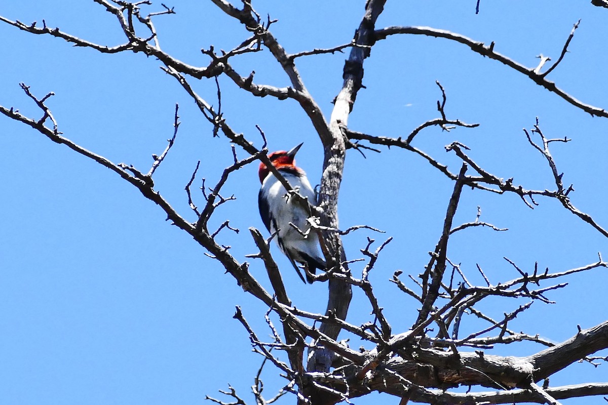 Red-headed Woodpecker - ML47851361
