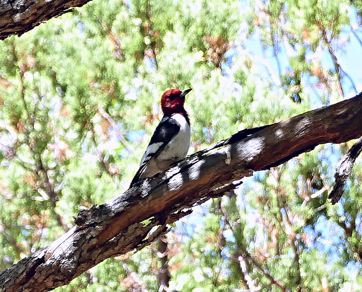 Red-headed Woodpecker - ML47851371