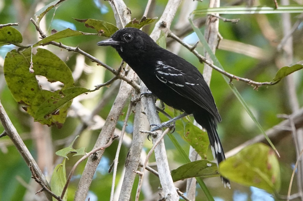 Bananal Antbird - ML478513761